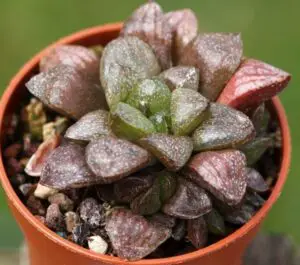 La Haworthia turgida posee otras variedades que se diferencian de ella en las tonalidades del color, tamaño y aspecto