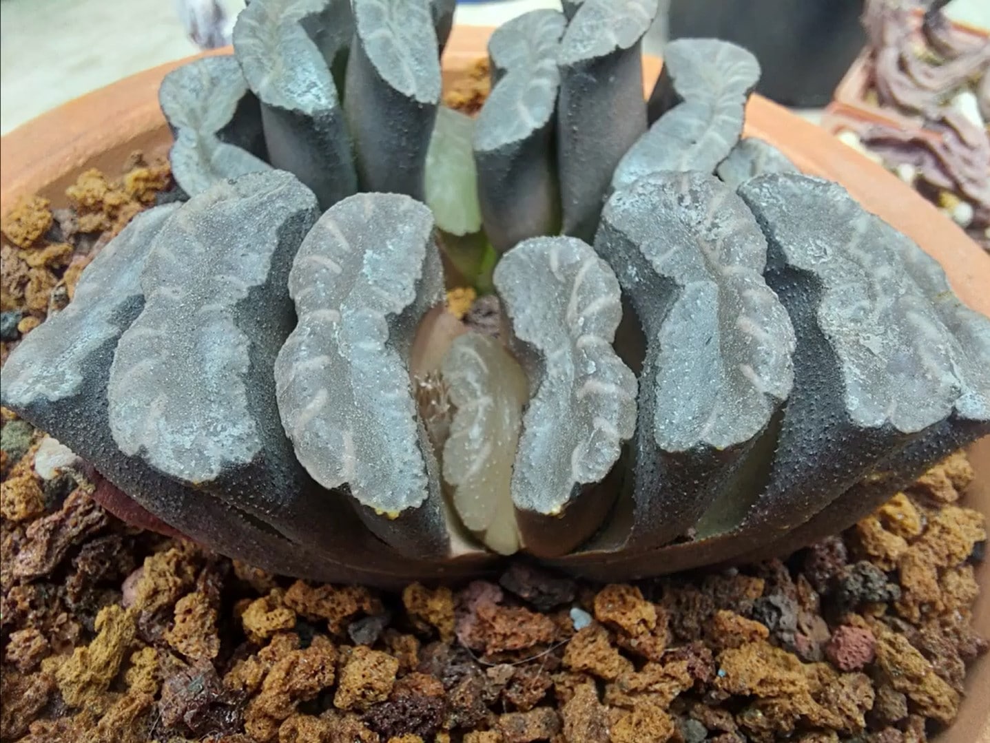 Suculenta Haworthia Tipos Y Variedades De La Haworthia