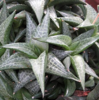 La Haworthiopsis Tessellata o Haworthia Tessellata, es una planta africana muy usada para el ornato