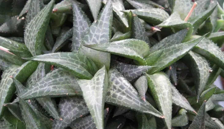 La Haworthiopsis Tessellata o Haworthia Tessellata, es una planta africana muy usada para el ornato