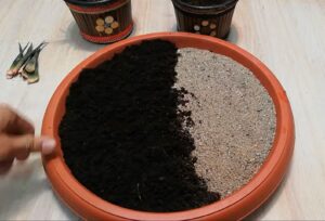 La Dientes de Caballo debe tener un sustrato con una proporción equilibrada de arena de sílice, mantillo de hojas y turba rubia.