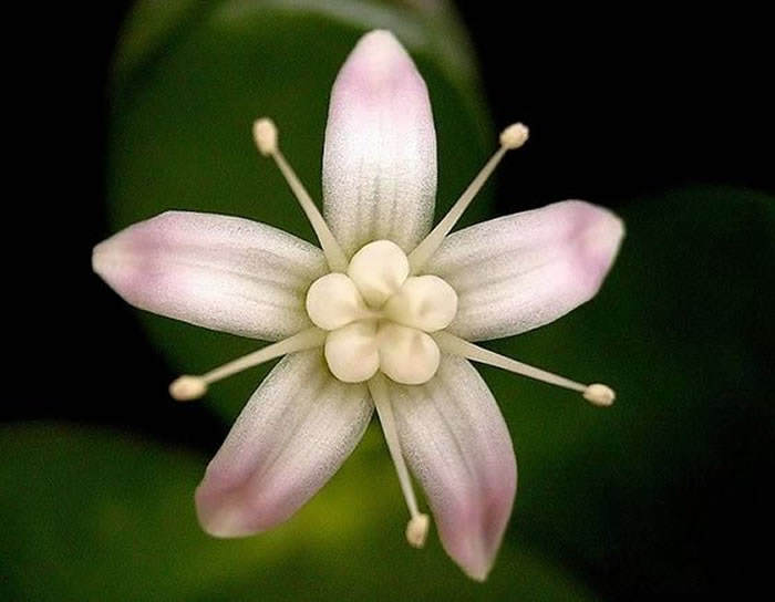 Las flores del Árbol de Jade es uno de sus principales atractivos en primavera