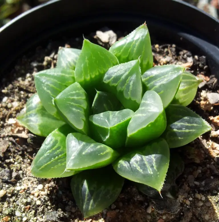 La Haworthia Retusa, es una de las más populares de este género