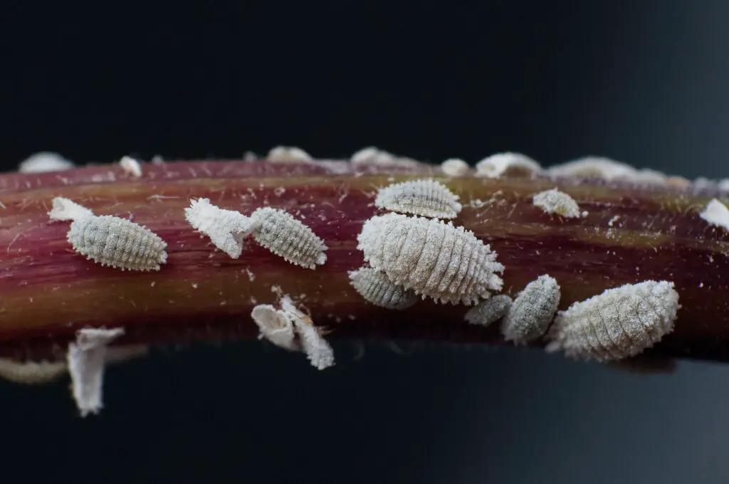La cochinilla algodonosa, es un insecto plaga que ataca las plantas cuando están vulnerables o débiles