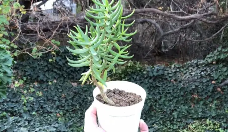 La Crassula Tetragona, es una planta suculenta de tipo arbustivo, nativa de la África Austral