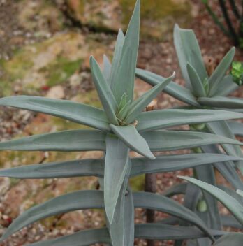 La Crassula Perfoliata es una planta suculenta nativa del extremo sur de Sudáfrica