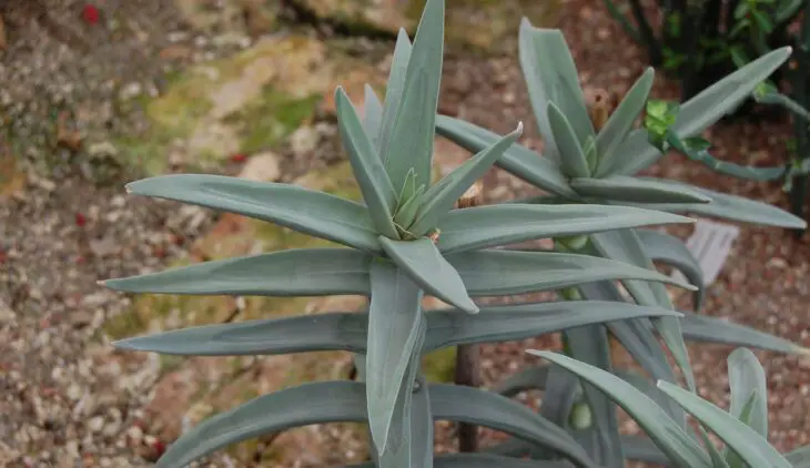 La Crassula Perfoliata es una planta suculenta nativa del extremo sur de Sudáfrica