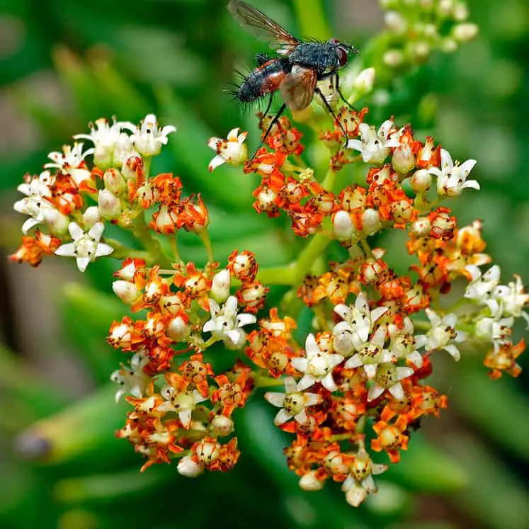 En el período de floración, acuden a la suculenta múltiples insectos polinizadores