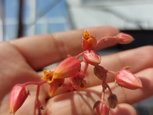 La Echeveria agavoides produce un aproximado de 5 botones florales por cada infloración.