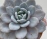 La Echeveria Laui es microendémica de Oaxaca, México